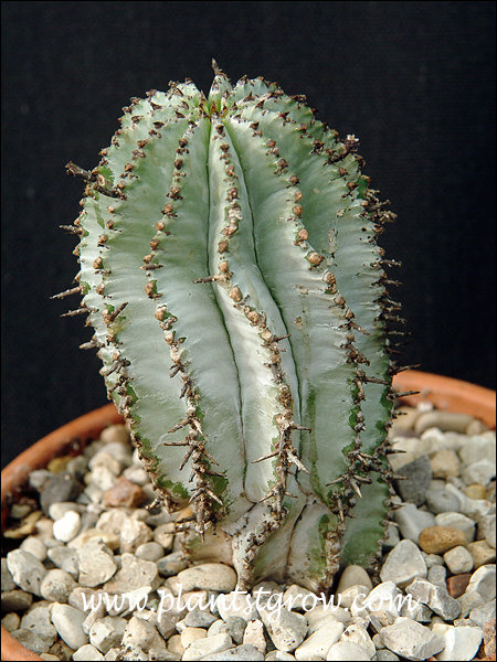 Spiny Milk Barrel ( Euphorbia horida var noorsveldensis) plant is a cactus look alike plant, but is really a succulent plant in the Euphorbia family. This is a small plant growing in a 4" pot.